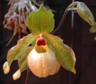 Paph. Gaucophyllum x malipoense