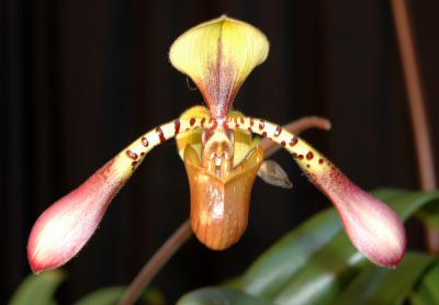 Paph. lowii suzy 