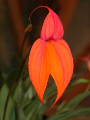 Masdevallia Veichiana