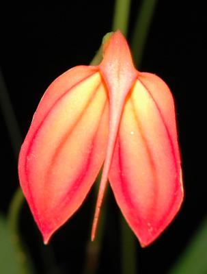 Masdevallia Fuchsia glow