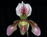 paph. leenum X hiristissium