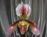 paph. leenum X hiristissium