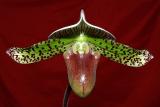 paph. sukhakulii