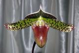 paph. sukhakulii