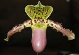 Paph chamberlainianum x henryanum