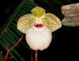 Paph. fanaticum