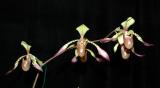 Paph. Lowii