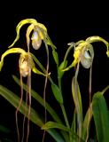 Phragmipedilum  6