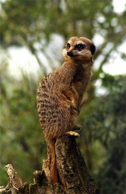 Slender-tailed meerkat edit 2