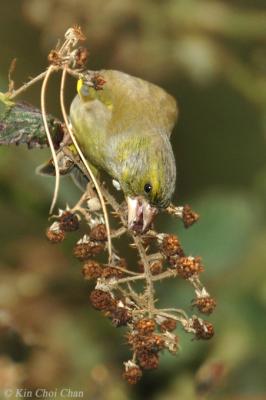 Greenfinch (Carduelis chloris)