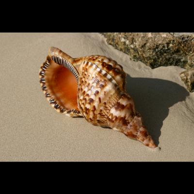 Seashell in the sand