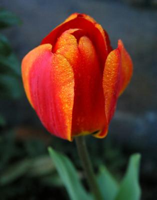 u16/ninadartworks/medium/14014008.firetulip_filtered.jpg