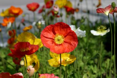 Icelandic Poppies Collection