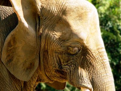 elephant  wrinkles