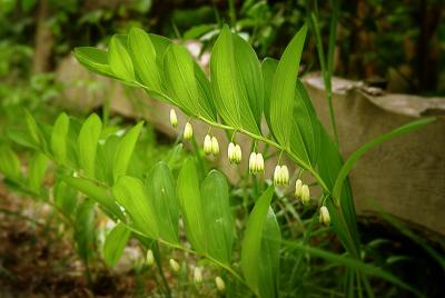 Solomon's Seal