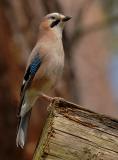 Jay (Garrulus glandarius)