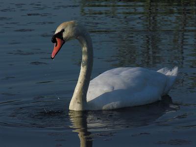 Mute Swan