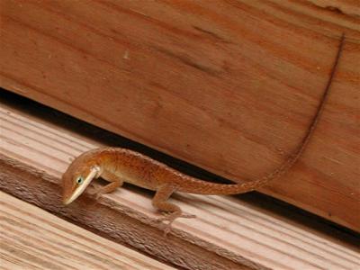  Lizard in Deck Brown