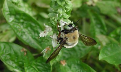 Bee is for Basil