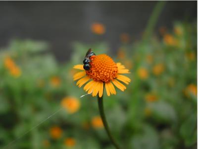 Small Blue Bee