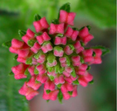 Love Lantana