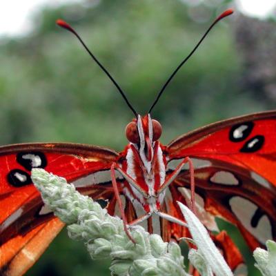 Full Frontal Fritillary !