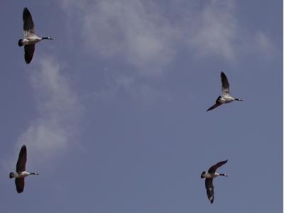 four geese