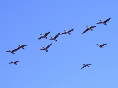 u16/nomantra/medium/5272896.elevengeese.jpg