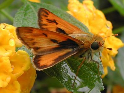 u16/nomantra/medium/5318490.FierySkipper.jpg