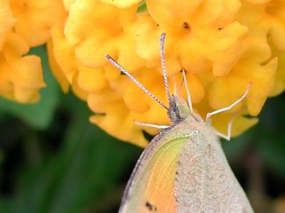 Macro Sleepy Orange
