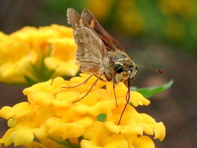 u16/nomantra/medium/5318493.SippingYellowPatch.jpg