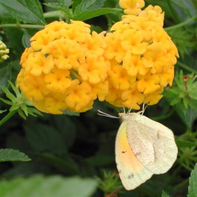 Sleepy Orange Sulphur