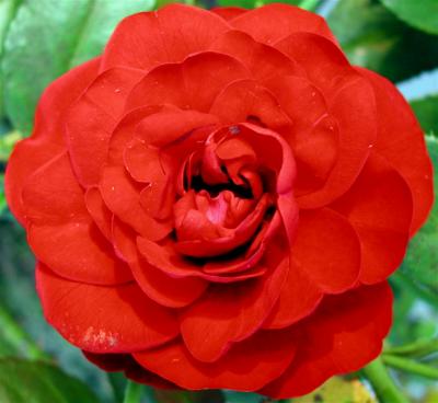 A Backyard Rose