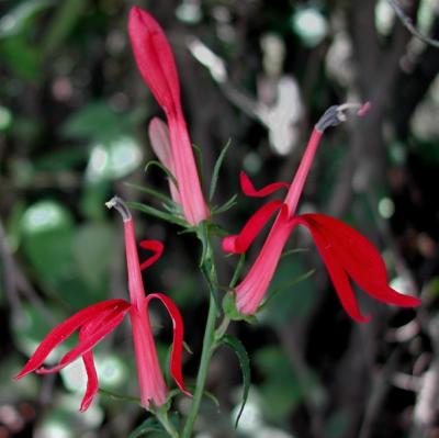 Cardinal Flower