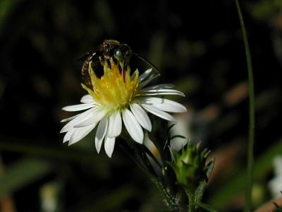 Little Bee on Tiny Flower