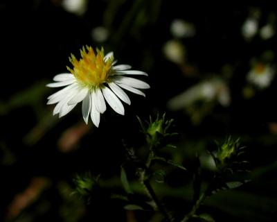 Frost Aster