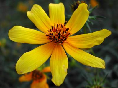 Wild Sunflower
