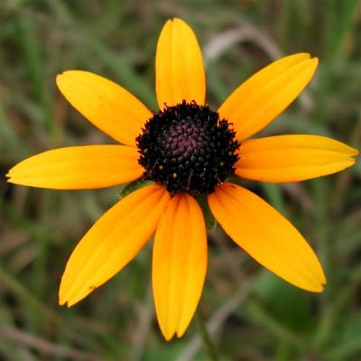 u16/nomantra/medium/5394546.sunflower2.jpg