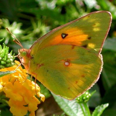 Orange Sulphur