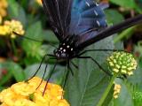 Pipevine Macro