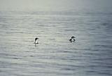 Pacific Loon  - Common Loon