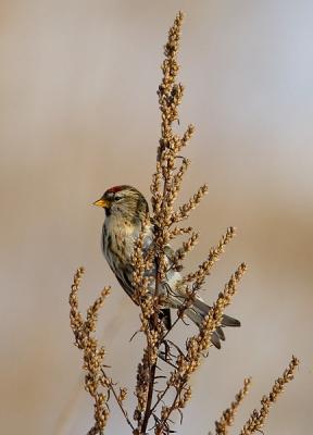 Common Redpoll, Carduelis flammea