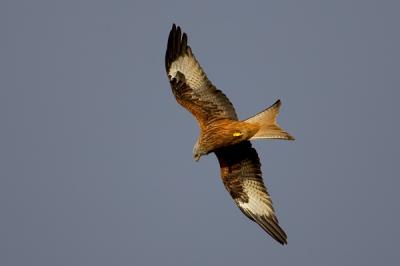 Red Kite