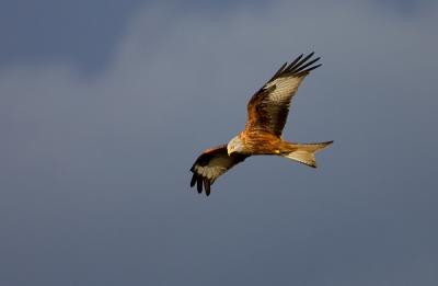 Red Kite