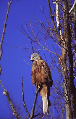 Red Kite