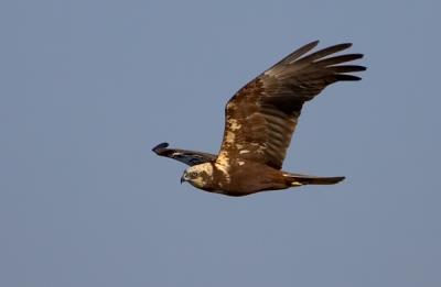 Western Marsh Harrier, Circus aeruginosus