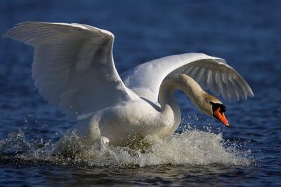 Mute Swan landing