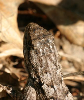 FenceLizard.jpg