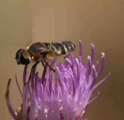 Fly_thistle.jpg