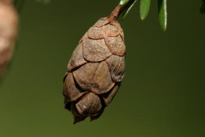 hemlockcone.jpg